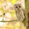 Pustik obecny - Strix aluco - Tawny Owl WS a6716